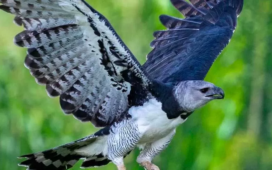 Biopark Vale Amazônia: Um refúgio para a proteção do Gavião Real (Jiang Chunsheng)