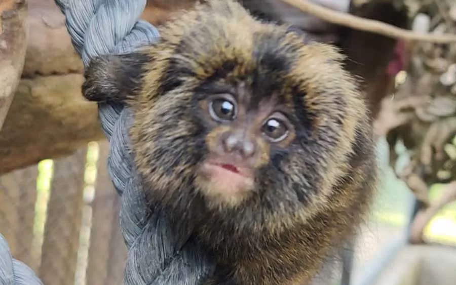 Centro de proteção da fauna de SP tem nascimento de 149 filhotes