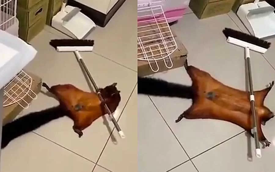 Esquilo fingindo sua própria morte é a coisa mais fofa que eu vi essa semana