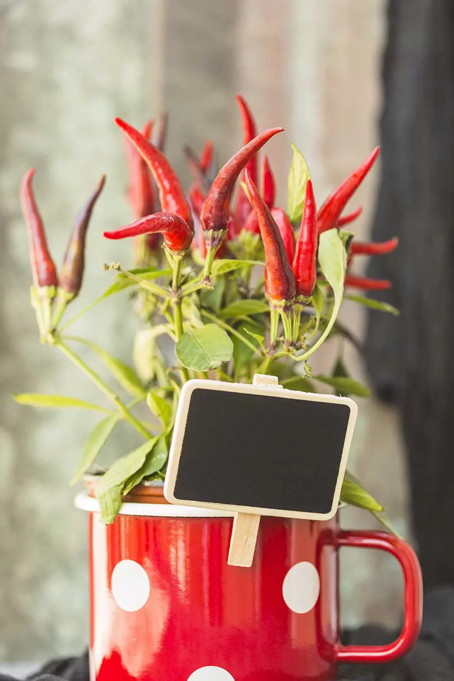 Utilize estacas ou treliças para apoiar a planta, evitando que os galhos se dobrem ou quebrem.