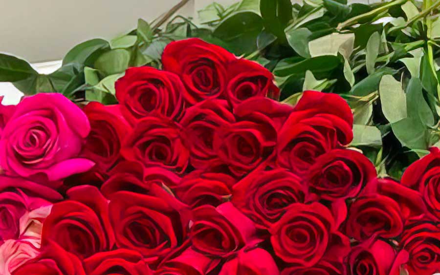 Vigiagro: 50 toneladas de rosas da Colômbia fazem alegria do Dia dos Namorados no Brasil
