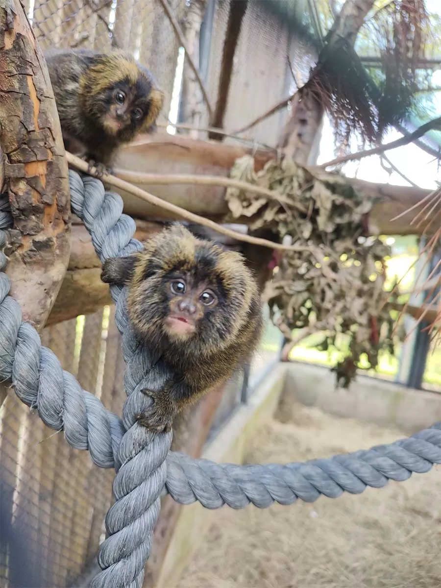 Filhotes de sagui-da-serra-escuro nascidos em março (Giannina Piatto Clerici)