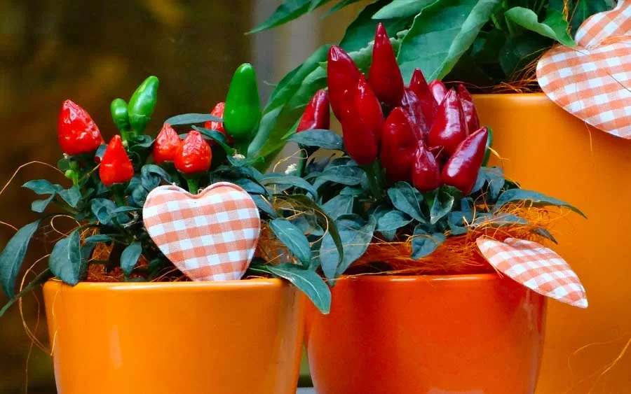10 dicas de como cuidar de uma pimenteira no vaso