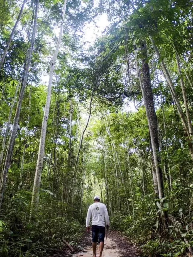 Satélite da Nasa vai vigiar a Amazônia? Entenda o caso