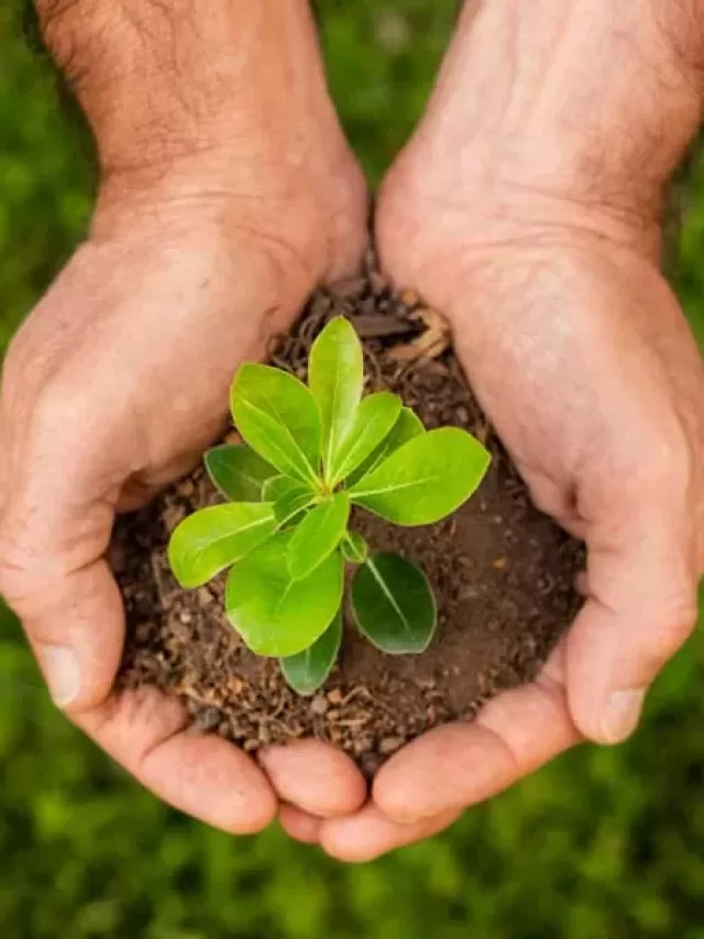 Sustentabilidade: Qual é o conceito de ecologia ambiental? Entenda