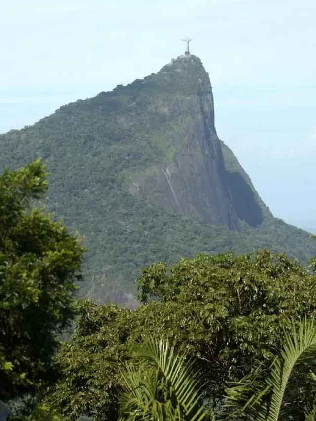 Florestas urbanas: aliadas na luta contra a poluição atmosférica