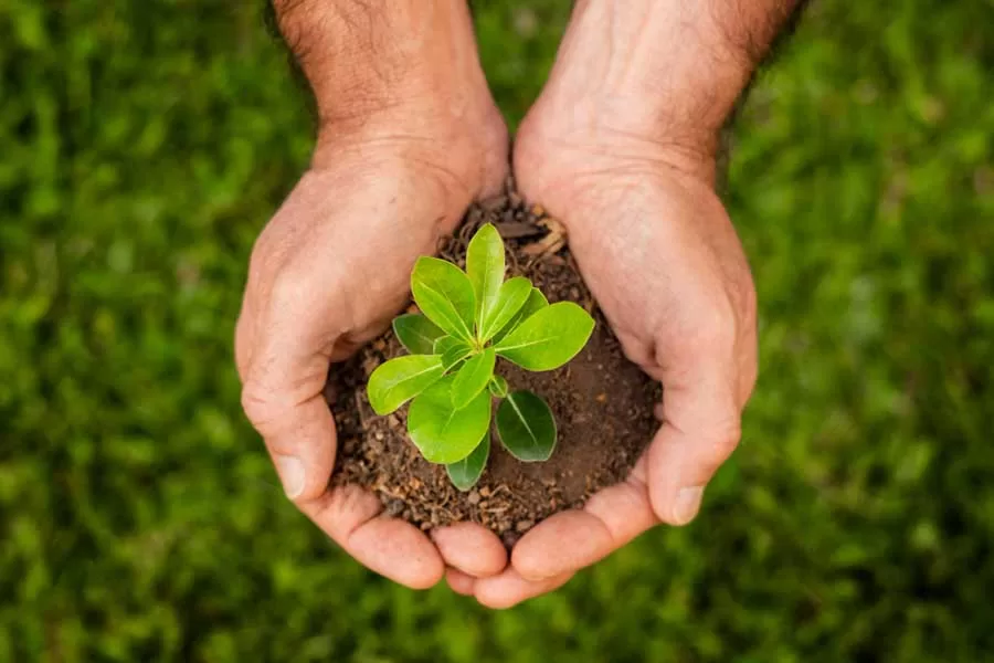 Essa ciência busca entender como os ecossistemas funcionam, como as diferentes espécies se adaptam e influenciam o meio ambiente, e como as atividades humanas impactam a natureza.