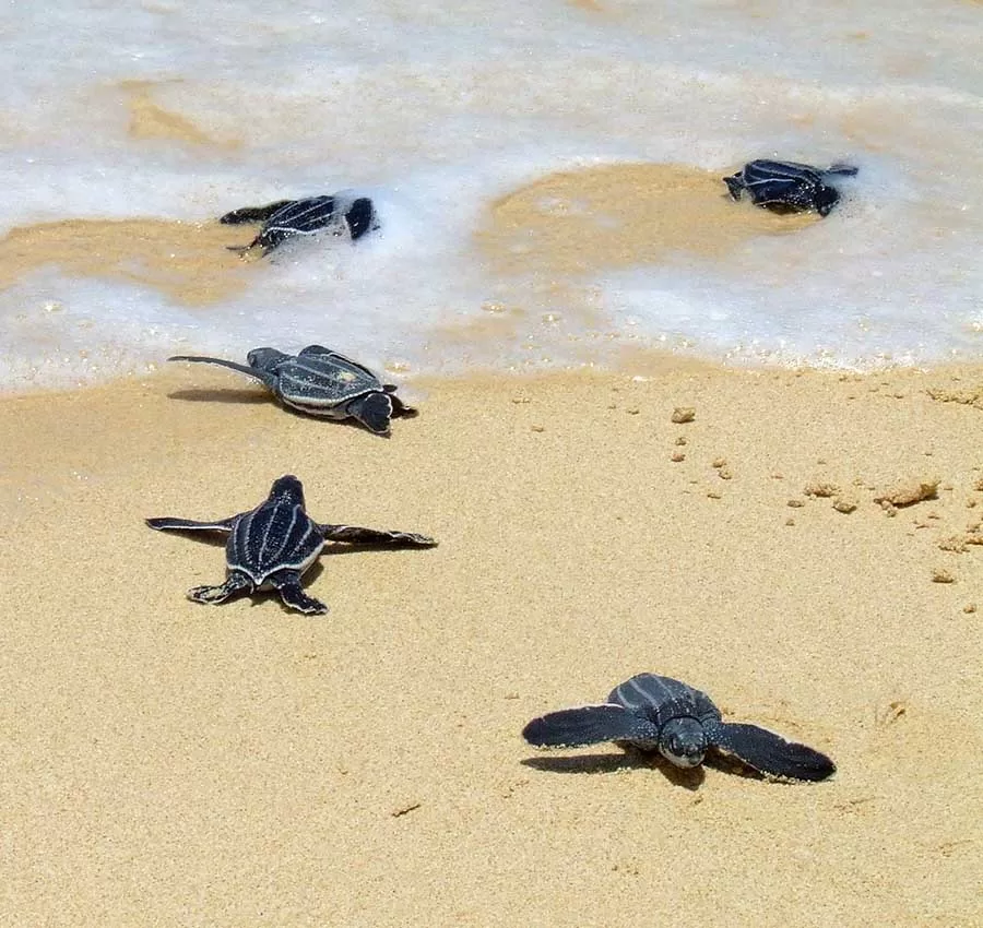 Filhotes de Tartaruga-de-couro se arrastando para o mar