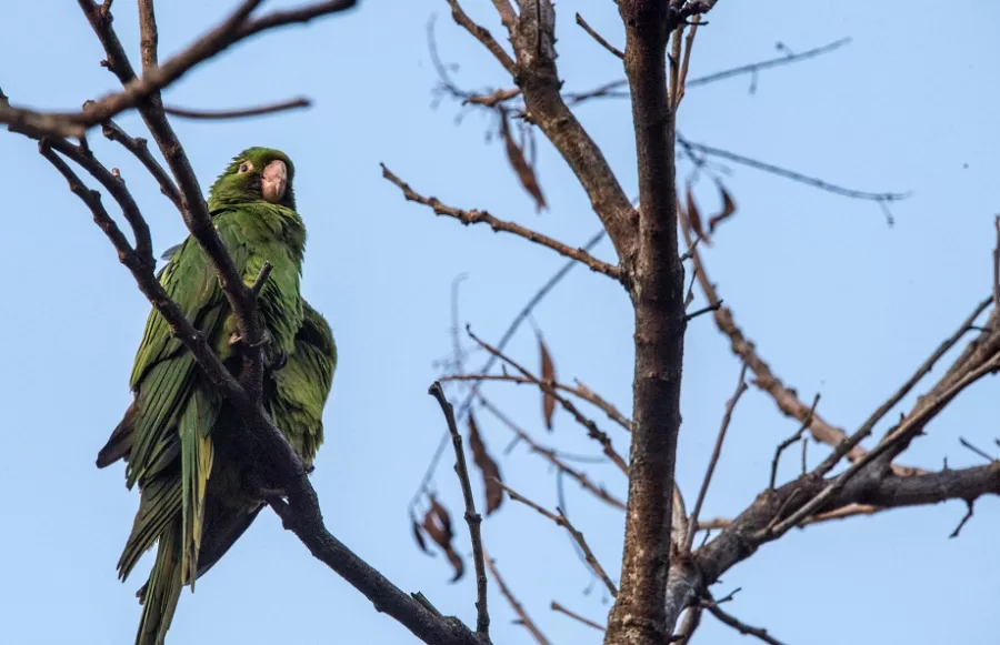 São Paulo Declara Estado de Emergência para Combater Transmissão de Gripe Aviária