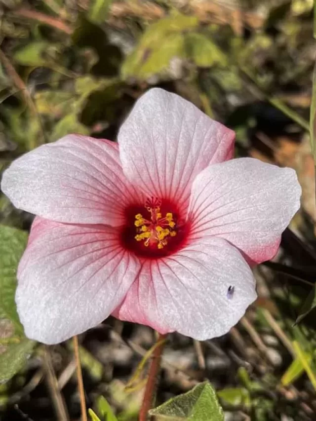 Cerrado em perigo: situação preocupa especialistas