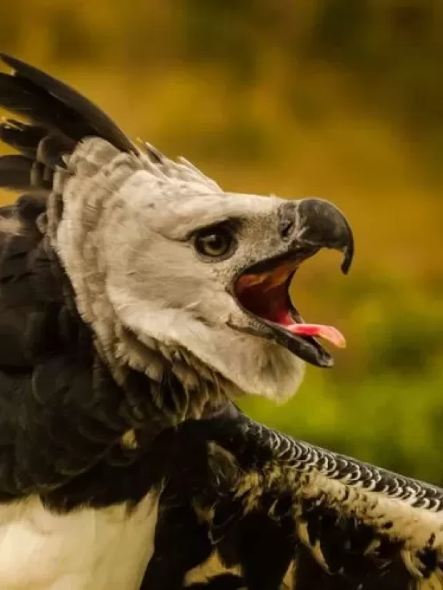 Alerta: Brasil tem 1,2 mil espécies ameaçadas de extinção