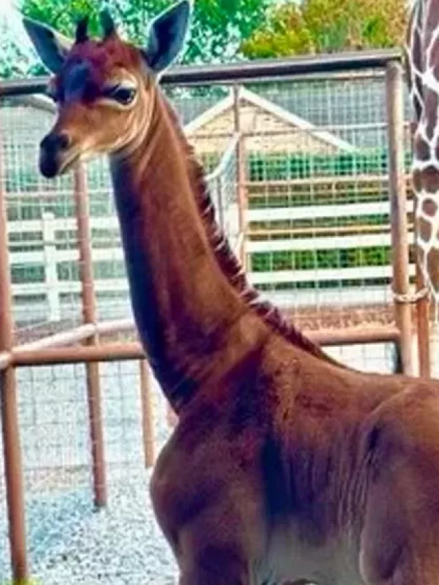Nasceu uma girafa sem manchas em Zoo e a internet está adorando isso