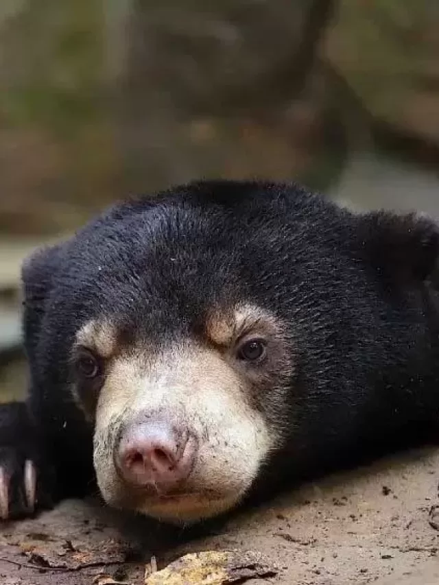 Zoológico na China tem humano fantasiado de urso? Entenda a polêmica