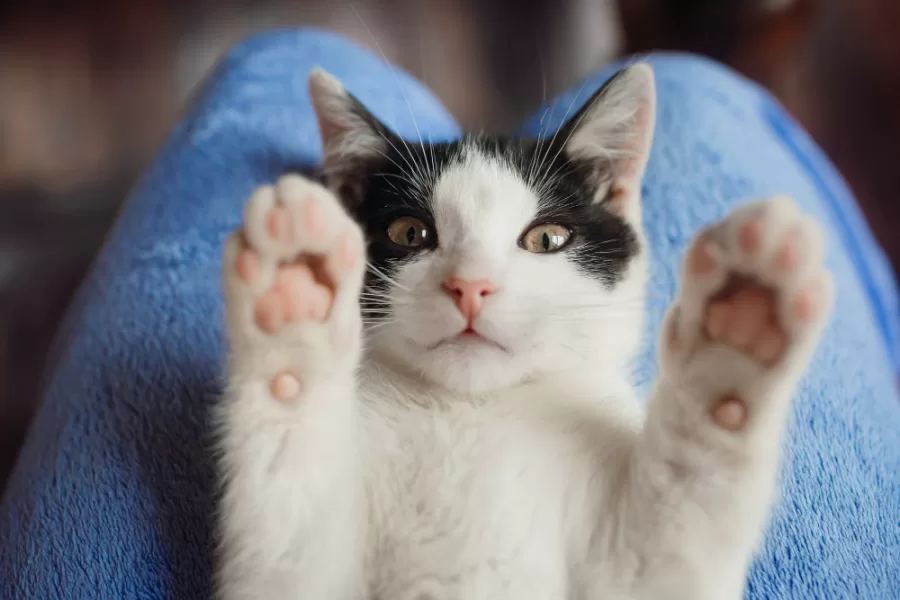 Porque hoje é Dia do Gato? Entenda porque 8 de agosto é uma data especial