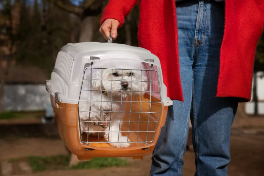 Inclusão em Voos: DPU Apoia Animais de Assistência Emocional