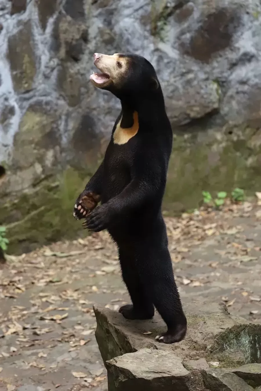 Visitantes confundem urso do sol da Malásia com humano fantasiado: ignorância humana em destaque