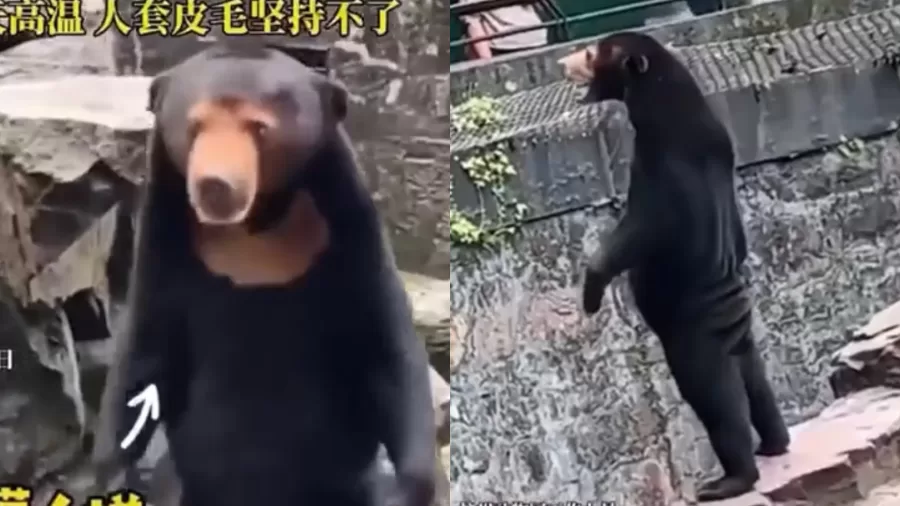 Zoológico na Inglaterra confirma que urso chinês é real