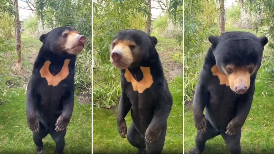 Zoológico britânico confirma autenticidade de urso chinês, descartando a hipótese de ser um humano disfarçado.