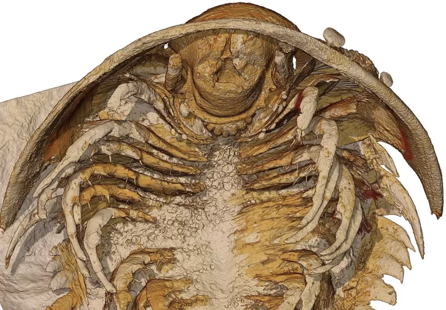 Fósseis de trilobitas preservados de forma excepcional foram descobertos no Marrocos