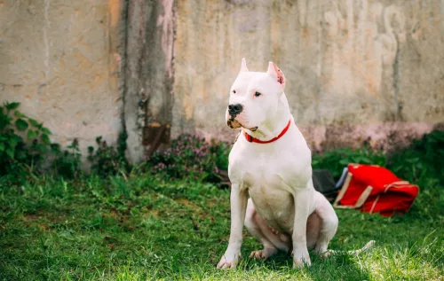 💪 O Dogo Argentino é forte, ágil e já protagonizou ataques graves. Em Minas e SP, só pode sair com focinheira e tem regras até pra reprodução!
