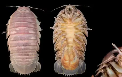 Análises genéticas de 31 indivíduos mostraram que todos pertencem à mesma espécie, com variações mínimas, indicando uma única população com ampla dispersão geográfica.