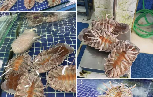 Cientistas identificaram que o crustáceo Alicella gigantea, antes considerado raro, pode habitar quase 60% da superfície oceânica do planeta, mudando conceitos da biologia marinha.