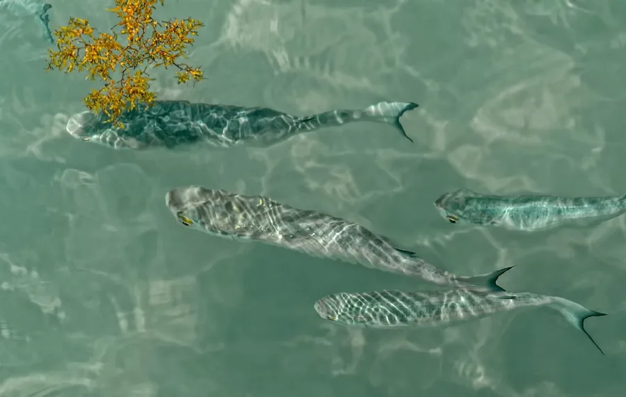 Mar dos Sargaços: da floresta marinha ao alerta ambiental global por proliferação de algas