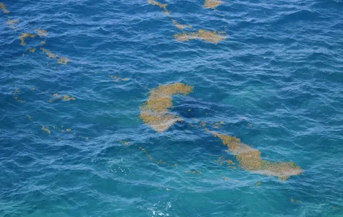 Cientistas propõem uso sustentável da biomassa do sargaço e criação de áreas marinhas protegidas. O futuro do mar depende de ações globais e soluções locais.