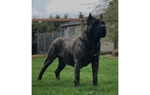 Essas 5 raças de cachorro são proibidas no Brasil; e o motivo vai te surpreender