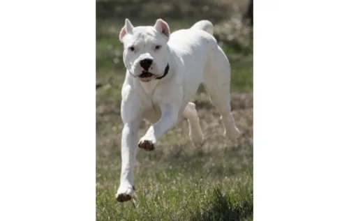 🥋 Criado no Japão pra briga de cães, o Tosa Inu é gigante e tem fama de difícil. No Brasil, precisa de chip, cadastro e controle total do tutor.