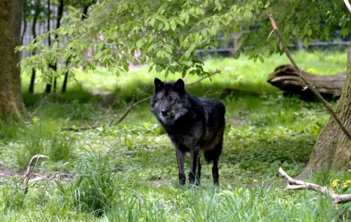 🐺 O Wolfdog tem cara de lobo e alma selvagem. Por isso, é considerado animal silvestre e sua criação pode ser crime ambiental. Melhor não arriscar!