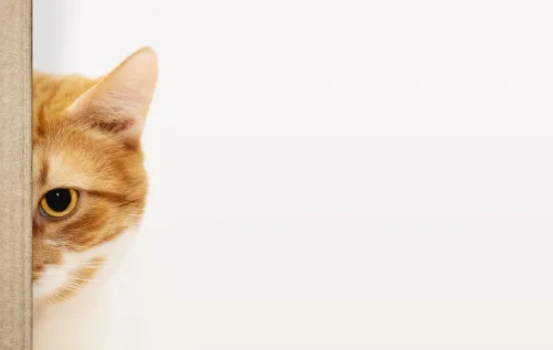 Gato estressado? Veja os 5 principais sinais e como aliviar o sofrimento do seu pet