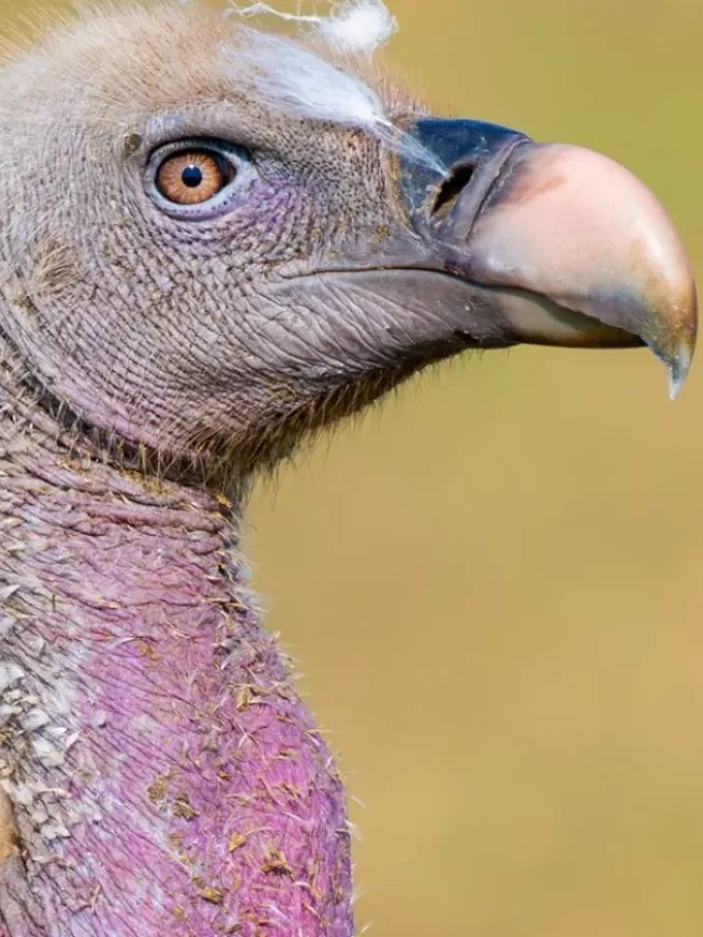 Grifo-de-Rüppell é identificado após colisão a 11 mil metros