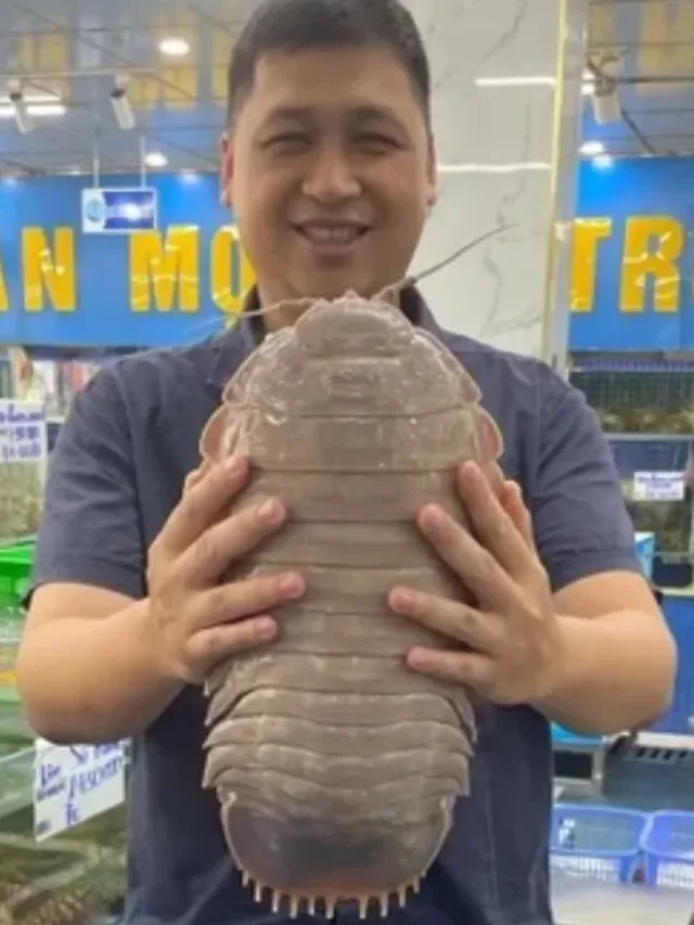 Barata Gigante? Crustáceo de 34 cm é descoberto em zonas profundas da Terra