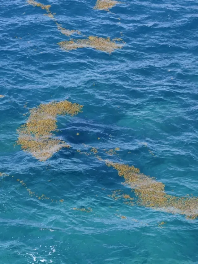 Novo cinturão de algas ameaça biodiversidade atlântica