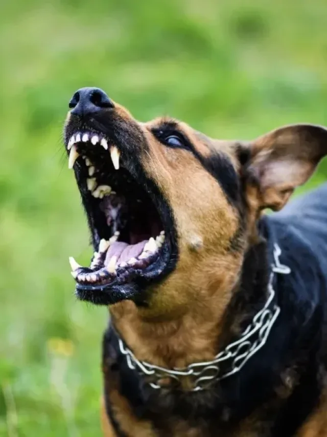 Raças proibidas no Brasil? Conheça as que causam medo e polêmica