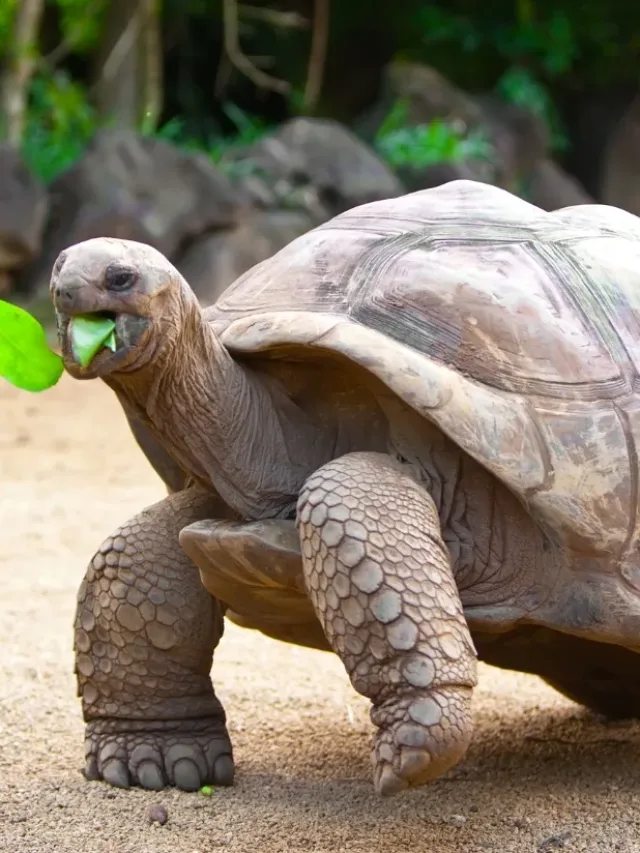 Tartaruga Jonathan completa 191 anos e bate recorde mundial