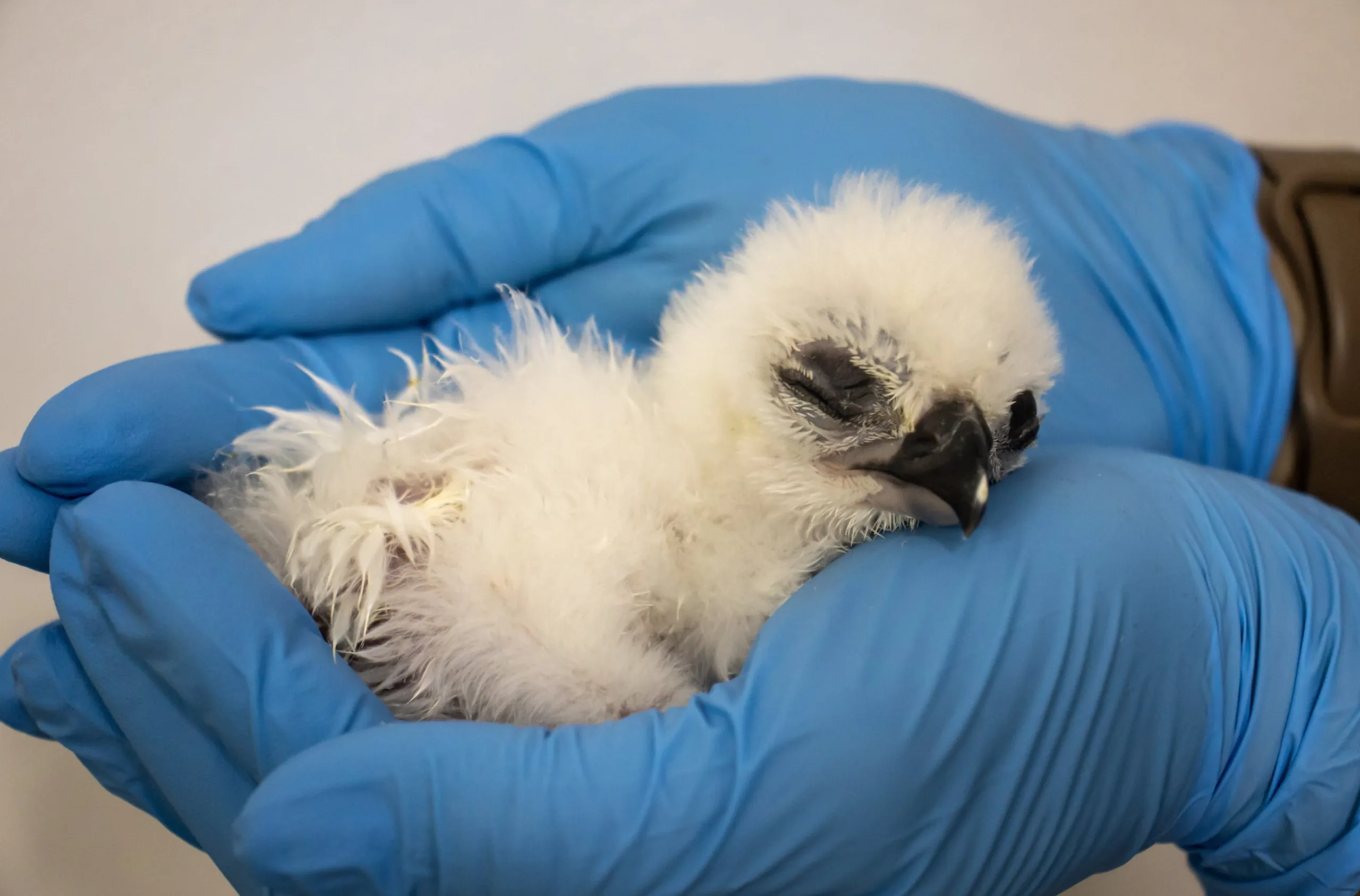 A harpia, espécie considerada “quase ameaçada”, é nativa da Amazônia e da Mata Atlântica e enfrenta sérias ameaças causadas pela destruição de habitat e baixa reprodução.