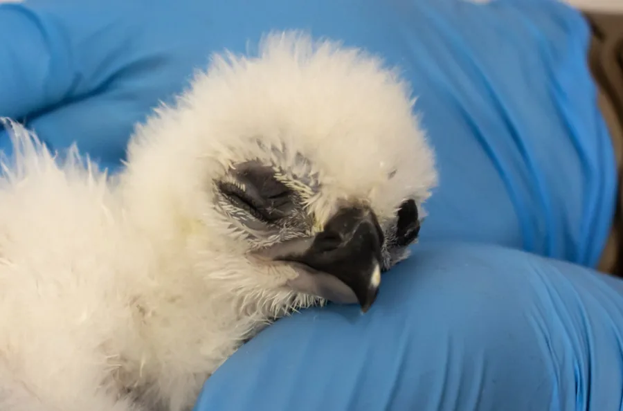 Zoológico de SP comemora nascimento inédito de harpia (Harpia harpyja) em cativeiro