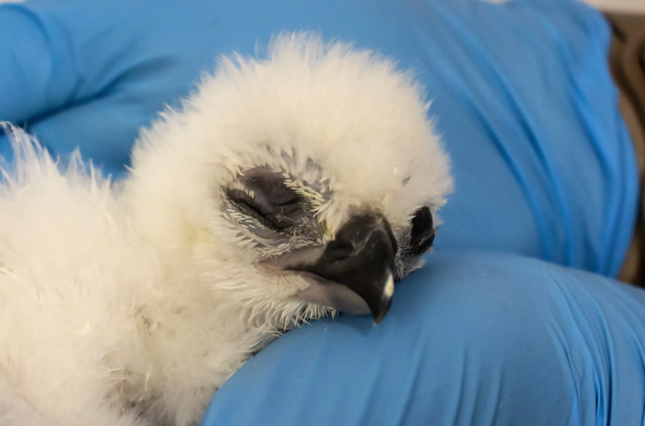 O Zoológico de SP teve um feito raro: um filhote de Harpia harpyja nasceu ali mesmo, com reprodução completa em cativeiro pela primeira vez na história da instituição.