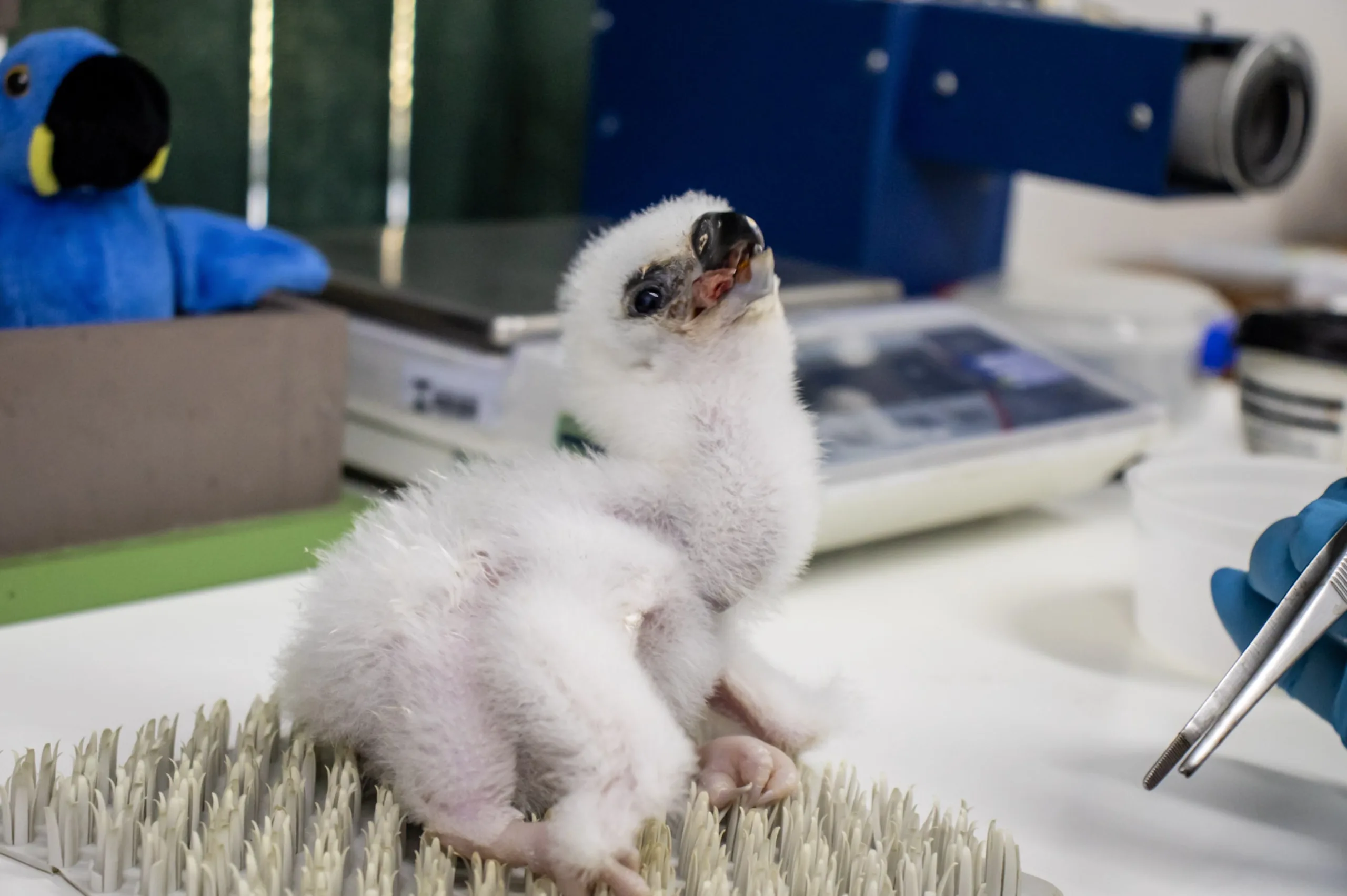 Esse nascimento marca um avanço técnico na conservação de aves de rapina e reforça o papel de zoológicos como aliados na preservação da biodiversidade brasileira.