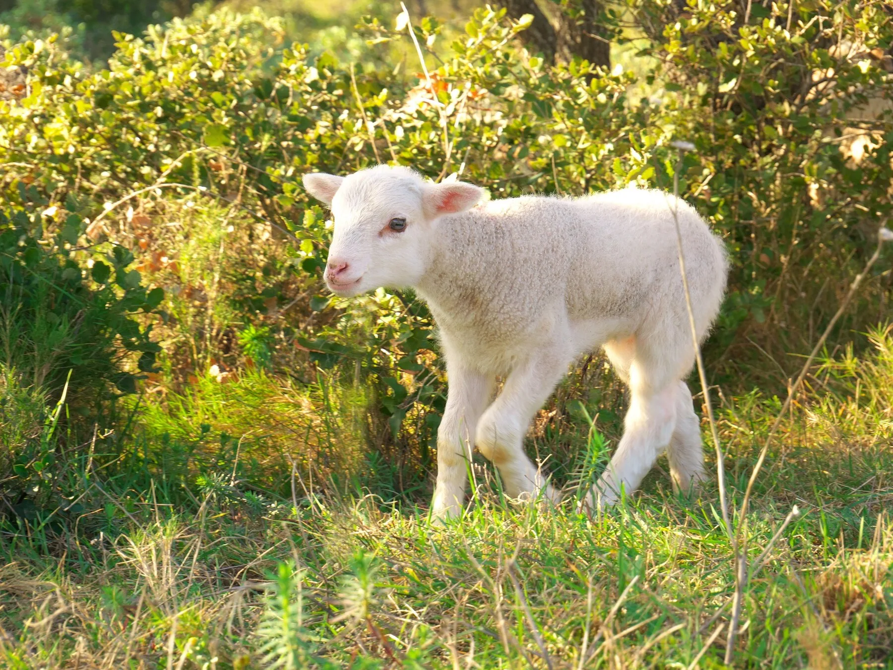 Visitantes de uma fazenda no País de Gales ficaram doentes após participar de um evento com cordeiros recém-nascidos. O contato direto resultou em internações.