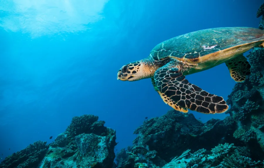 Fundo do mar: como a última fronteira da Terra ainda guarda milhares de segredos invisíveis