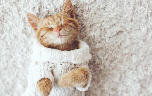 Achou que só você sente frio? Nada disso! Filhotes, idosos e pets de pelo curto também sofrem com o inverno. Bora ver como ajudar seu bichinho - Reprodução / canva