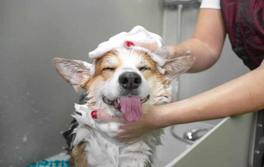 Banho e tosa em pets: qual a frequência ideal para cães e gatos segundo especialistas