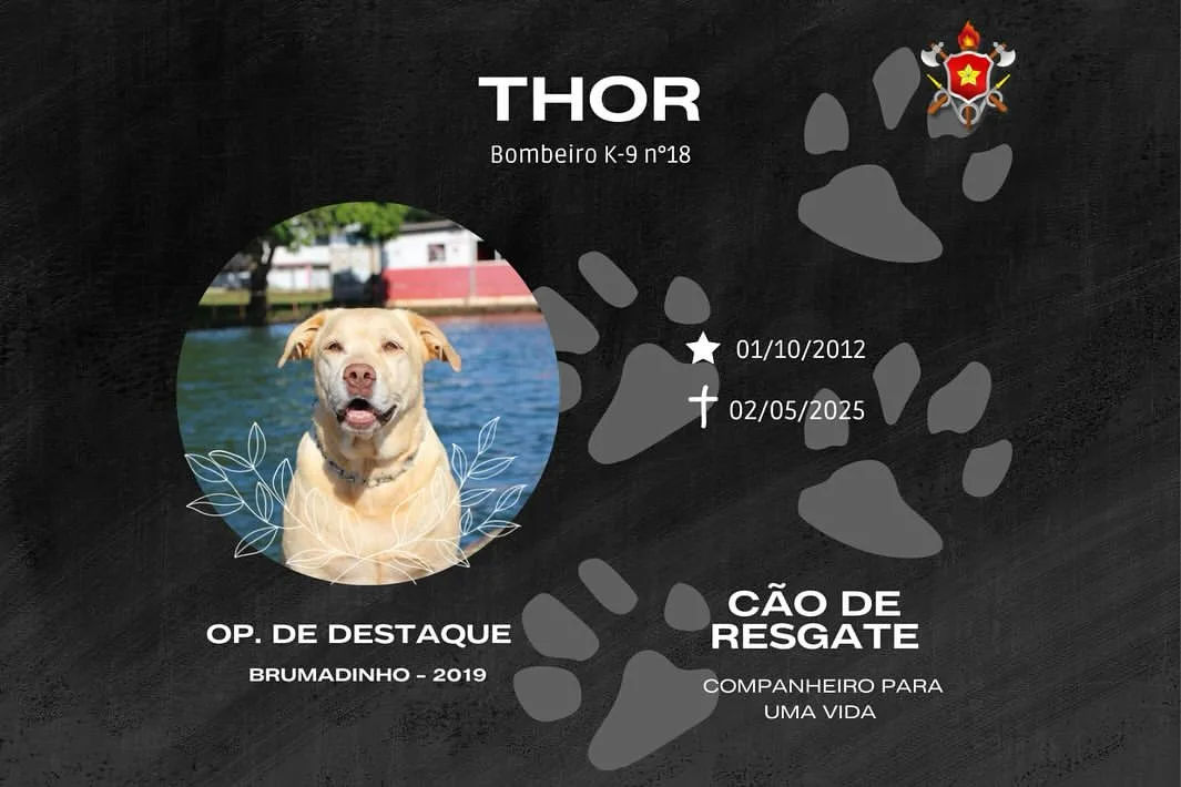 Sua morte gerou comoção entre colegas e trouxe de volta a memória de sua atuação nas tragédias. A nota oficial do CBMDF destacou o vínculo entre cão e condutor durante os resgates.