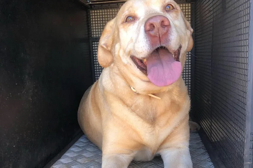 Thor, cão do Corpo de Bombeiros do DF, morreu aos 13 anos. Atuou nas buscas em Brumadinho e Mariana, sendo uma peça essencial nas operações de resgate após o rompimento das barragens.