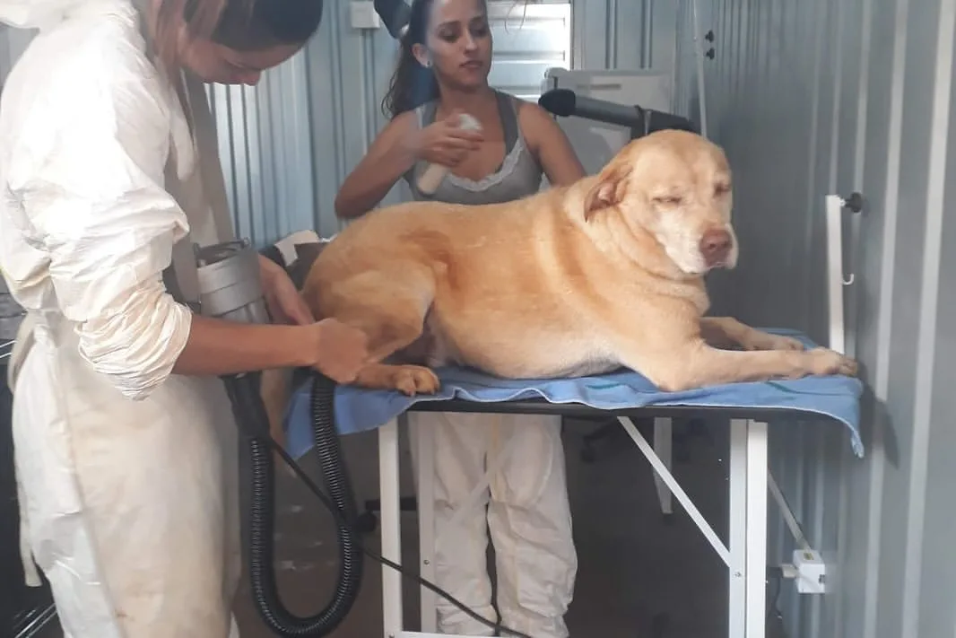 A trajetória de Thor virou referência técnica para formações de binômios e uso de cães em emergências. Sua história reforça o papel desses animais em cenários de alta complexidade.