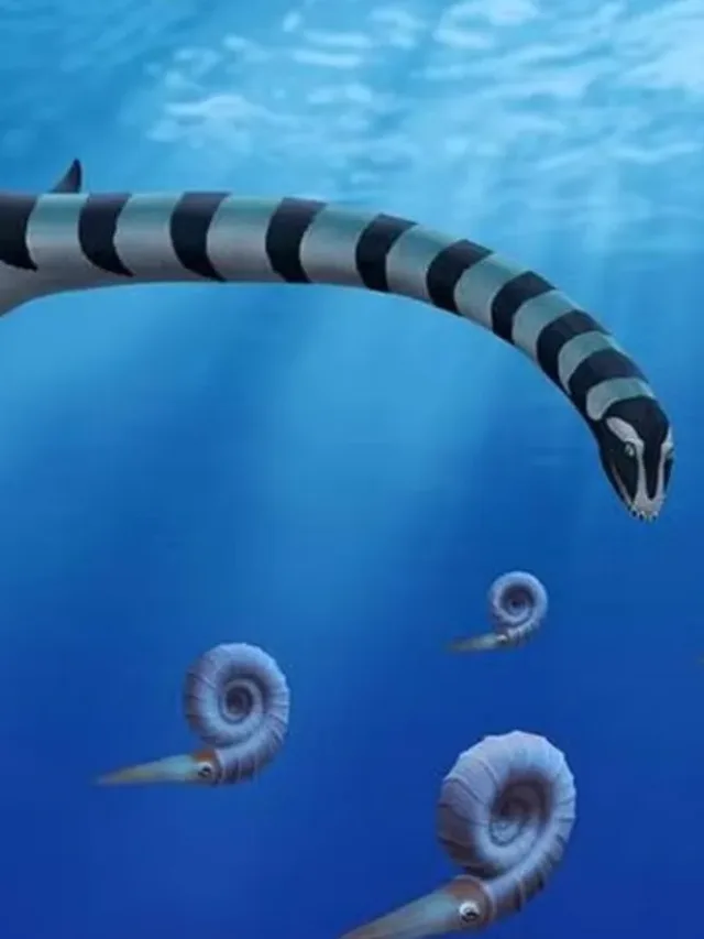 Réptil marinho pré-histórico surpreende por anatomia rara