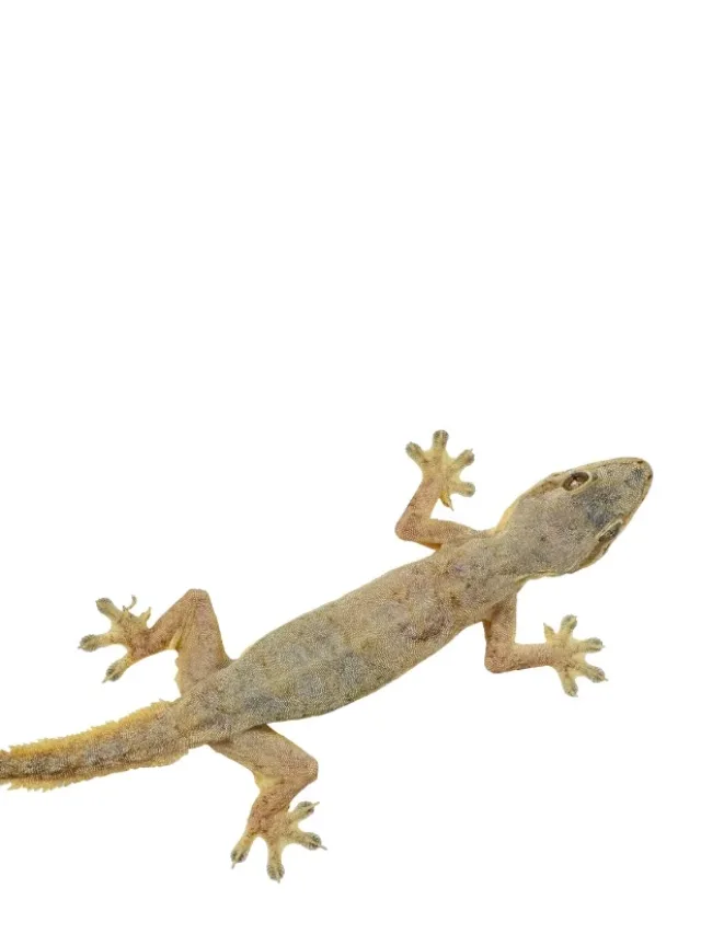 Lagartixas em casa: entenda o motivo da presença noturna